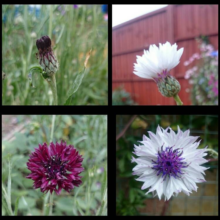plant image 457913