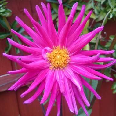 Dahlia 'Purple Gem'