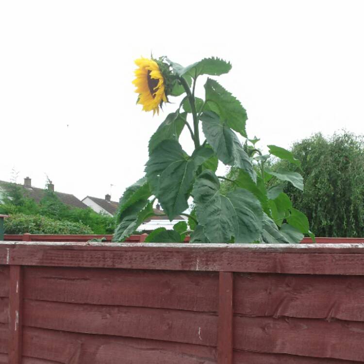 Plant image Helianthus annuus 'Russian Giant'