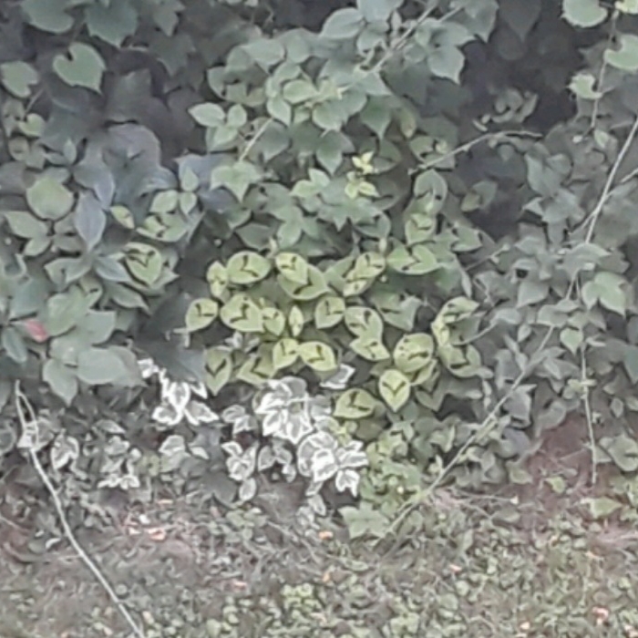 plant image 1396153 plant image 1396153
