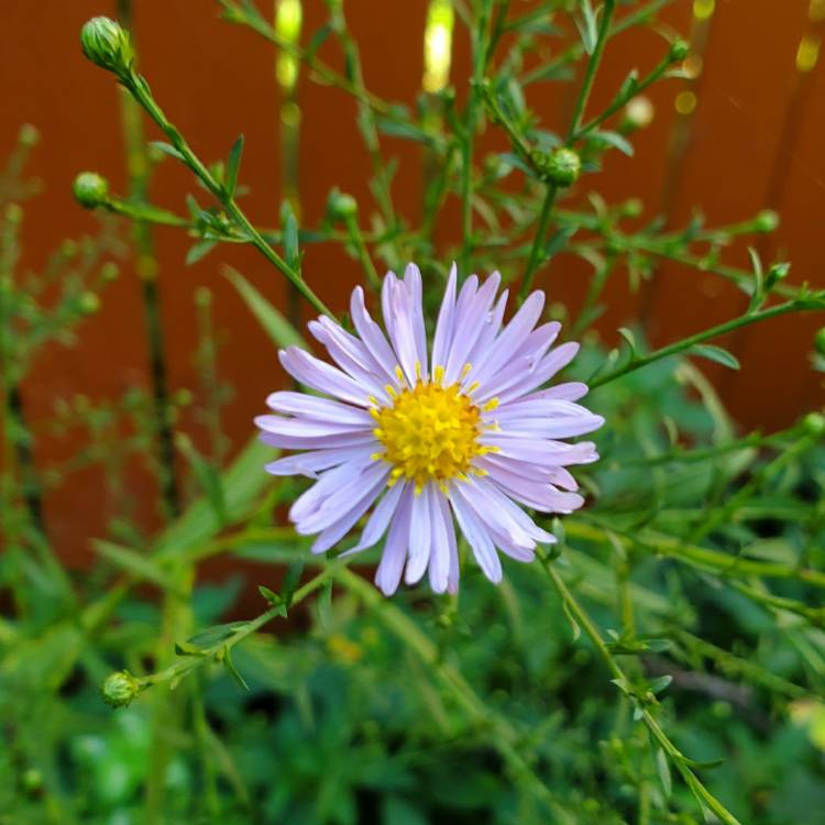 plant image 1396166 plant image 1396166