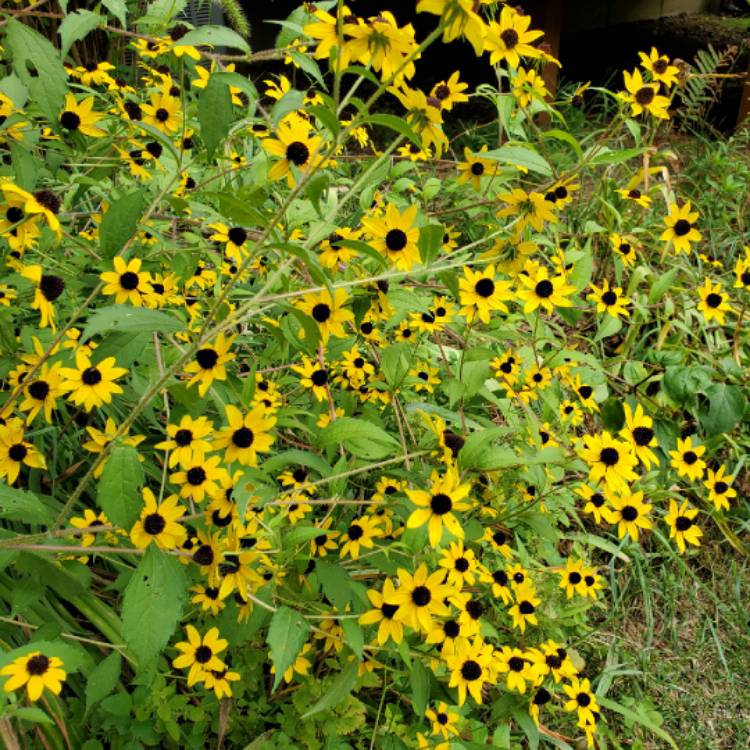 plant image 1396210 plant image 1396210