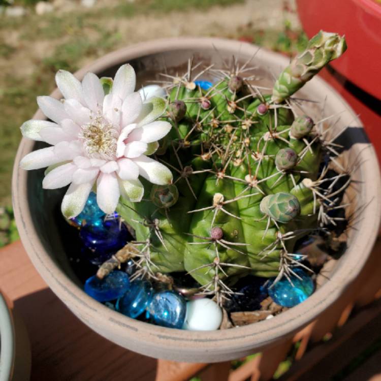 plant image 1396242