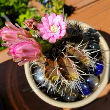 Gymnocalycium mihanovichii var. friedrichii