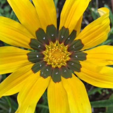 Gazania