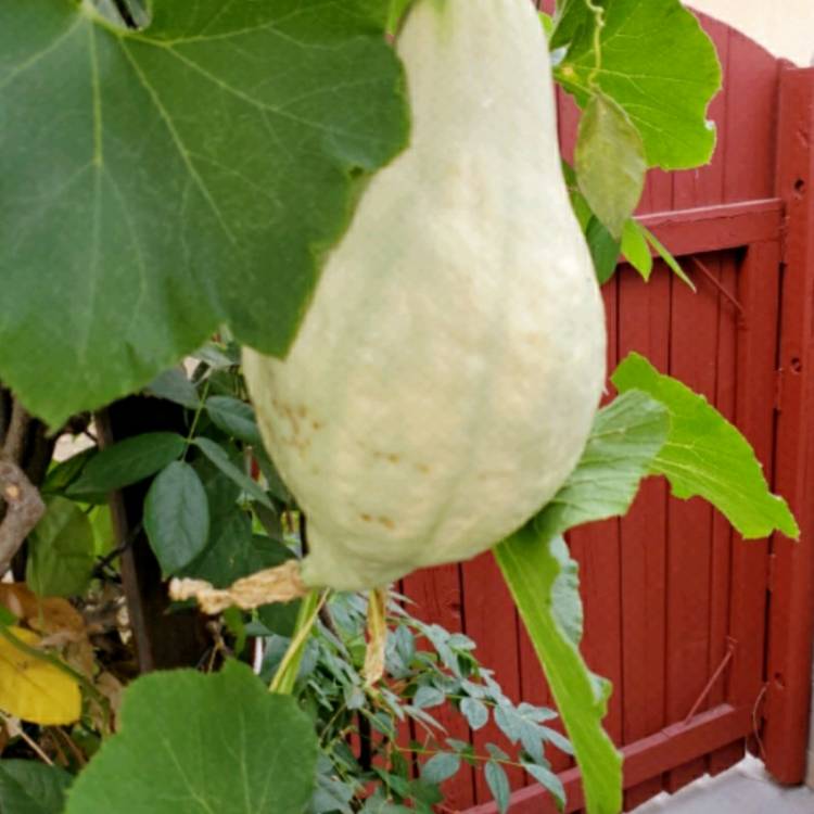 Plant image Cucurbita Maxima 'Blue Hubbard'