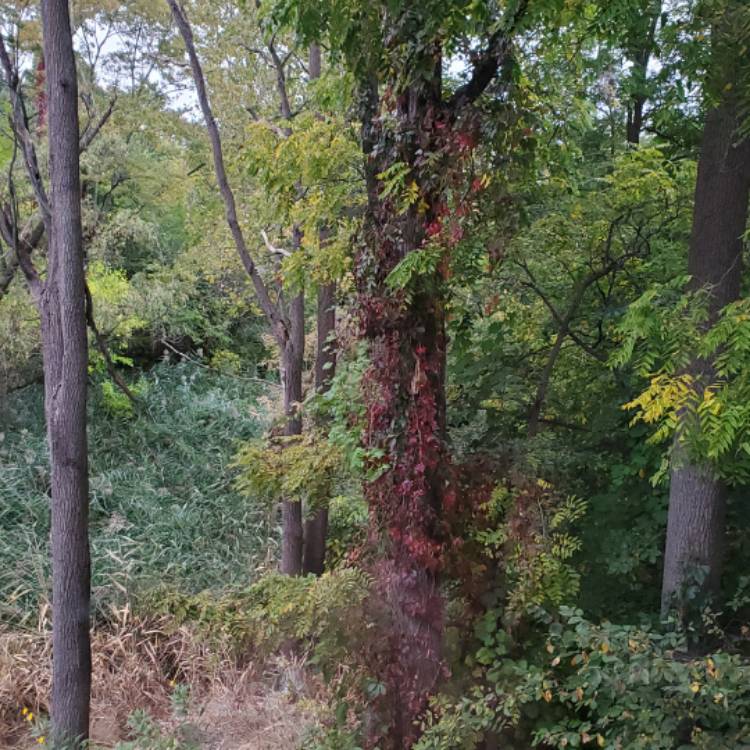 plant image 1398075