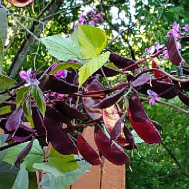 Lablab purpureus syn. Dolichos lablab
