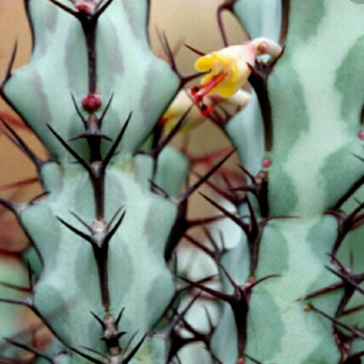 Plant image Euphorbia Greenwayi