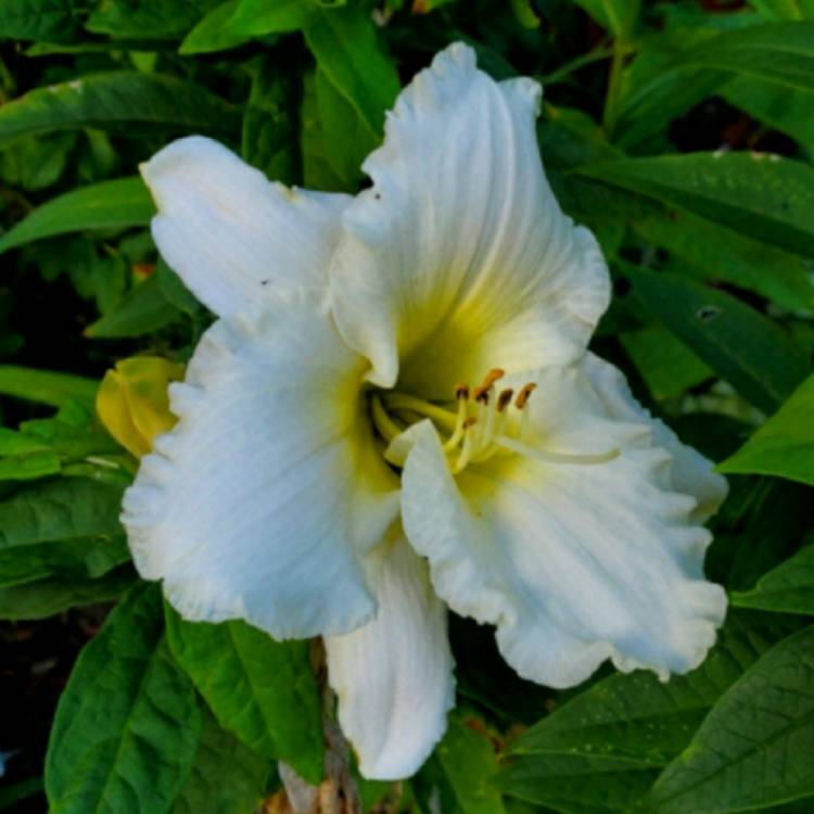 plant image 1403169 plant image 1403169