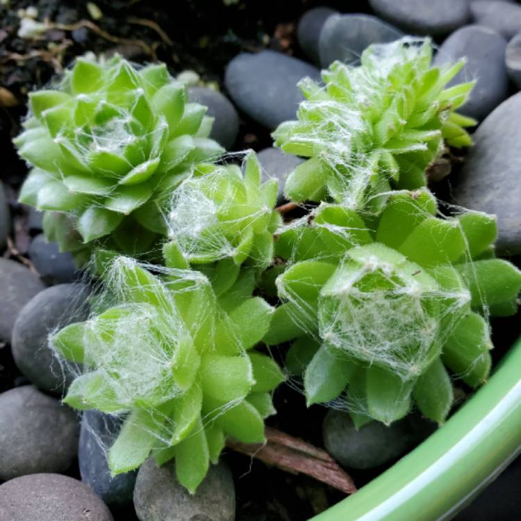 plant image 1403231