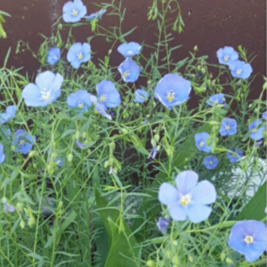 plant image 1403393