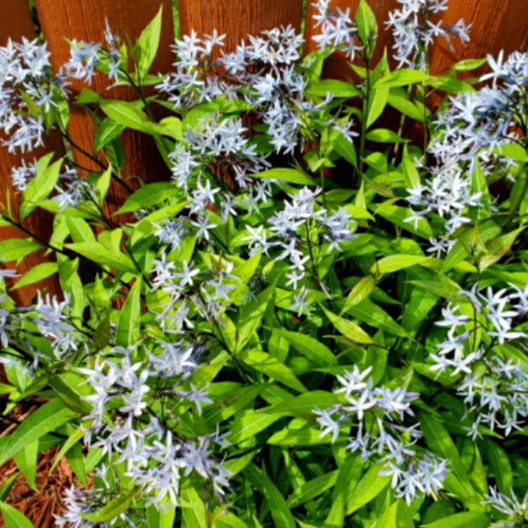 plant image 1404418