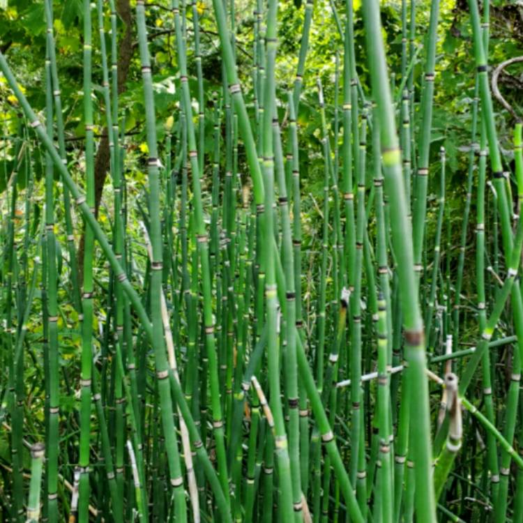plant image 1404457 plant image 1404457