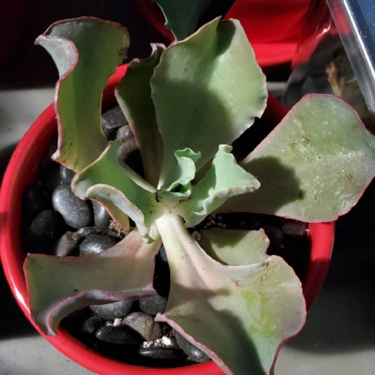 plant image 1405550 plant image 1405550