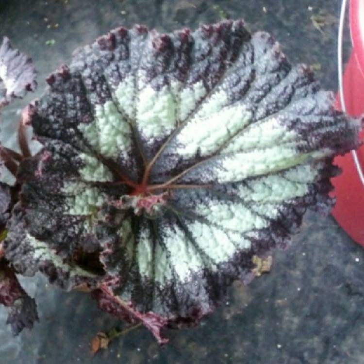 Plant image Begonia (Rex Cultorum Group) 'China Curl' syn. Begonia rex 'China Curl'
