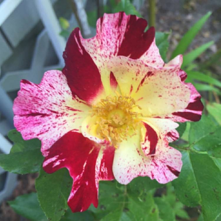 Plant image Rosa 'Wekroalt' syn. Rosa 'Fourth Of July', Rosa 'Climbing Fourth Of July', Rosa 'Crazy For You', Rosa 'Hanabi'