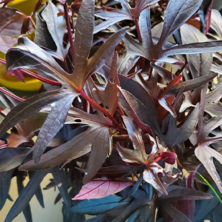 Plant image Ipomoea