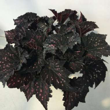 Begonia 'Ideal Constellation'