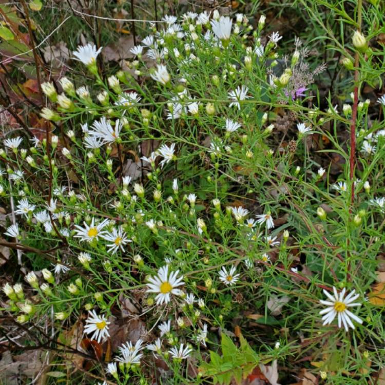 plant image 1408379