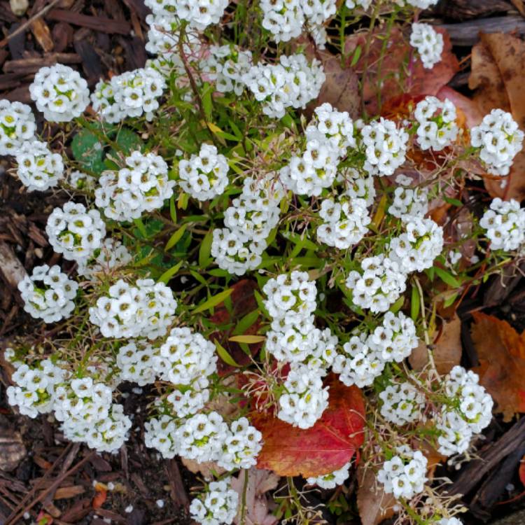 plant image 1408755