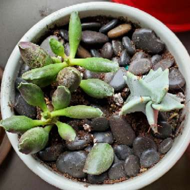 Adromischus Festivus