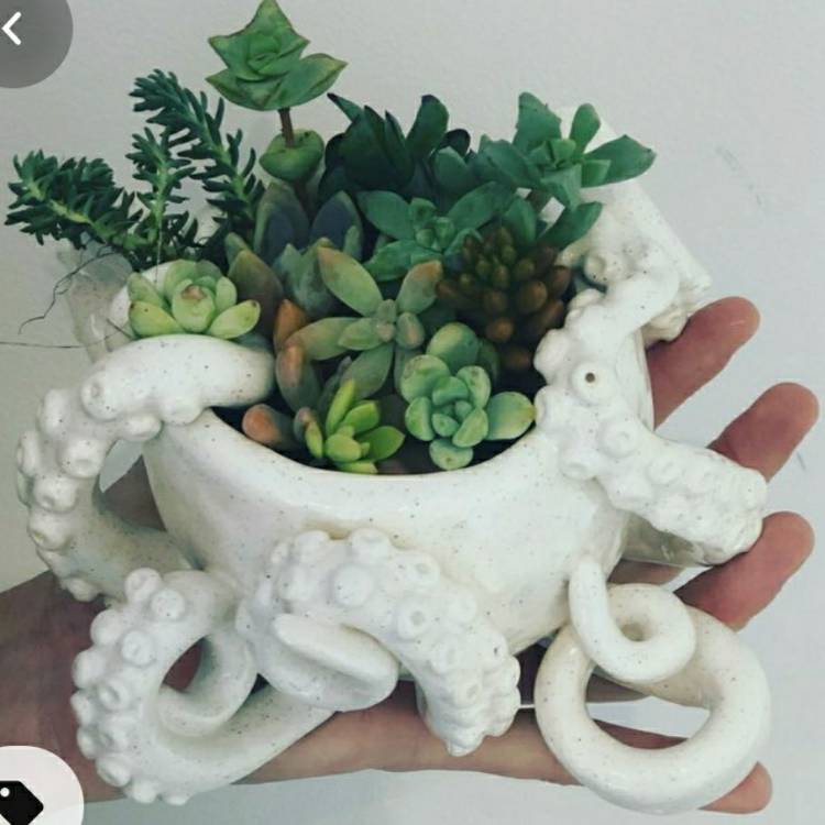 Plant image xSedeveria