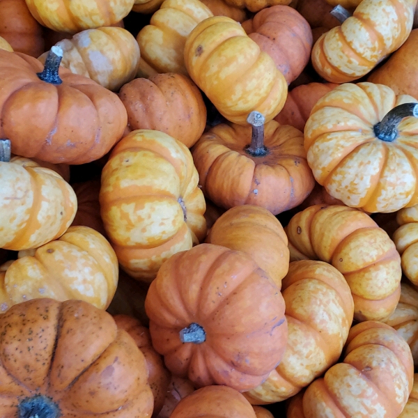 Plant image Cucurbita pepo 'Jack Be Little'