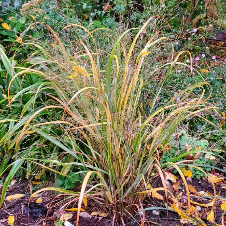 plant image 1412291