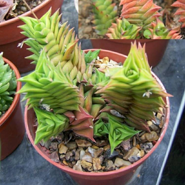 Plant image Haworthiopsis viscosa syn. Haworthia viscosa