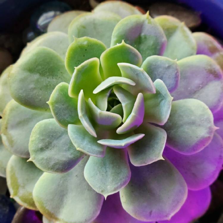 plant image 1420328