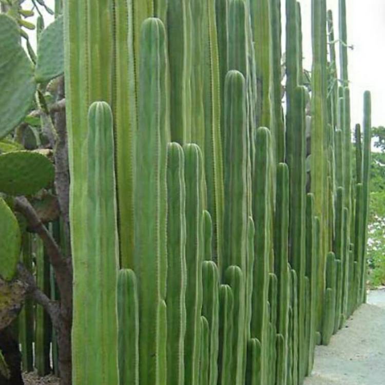 Plant image Pachycereus marginatus