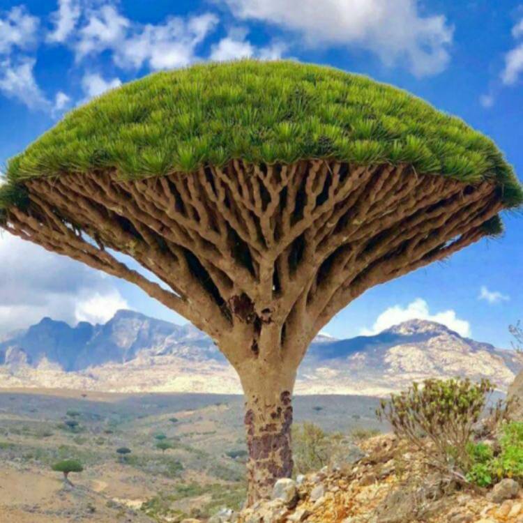 Plant image Dracaena cinnabari