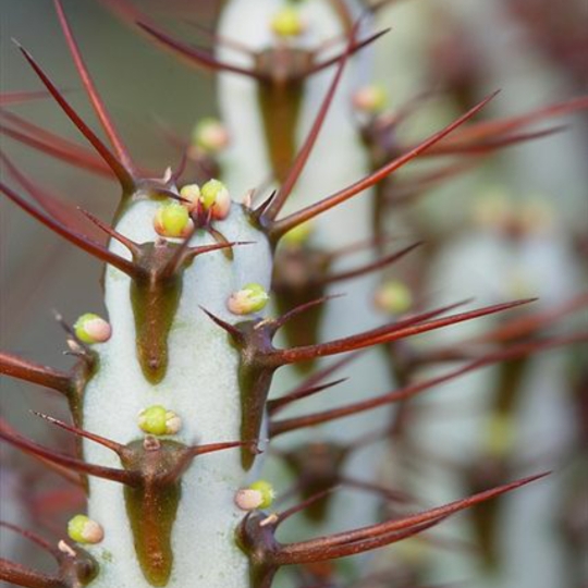 Plant image Euphorbia aeruginosa