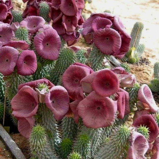 Plant image Hoodia Gordonii
