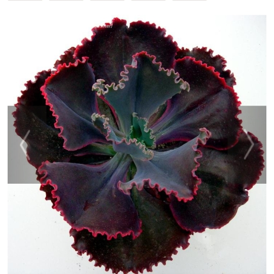 plant image 1426907