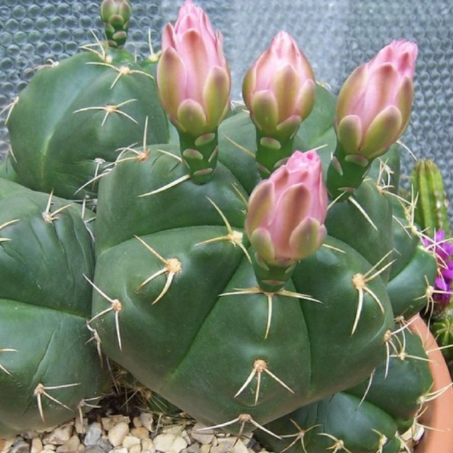 plant image 1427896