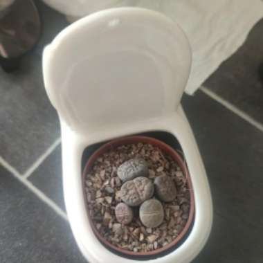 Lithops