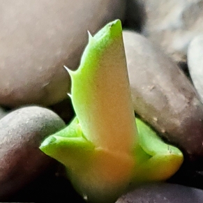Agave