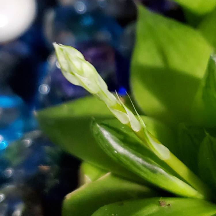 plant image 1430431