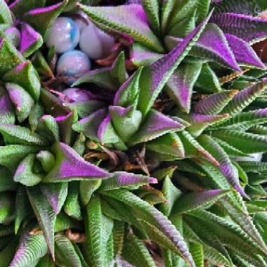 Haworthia limifolia ‘Fairy Washboard'