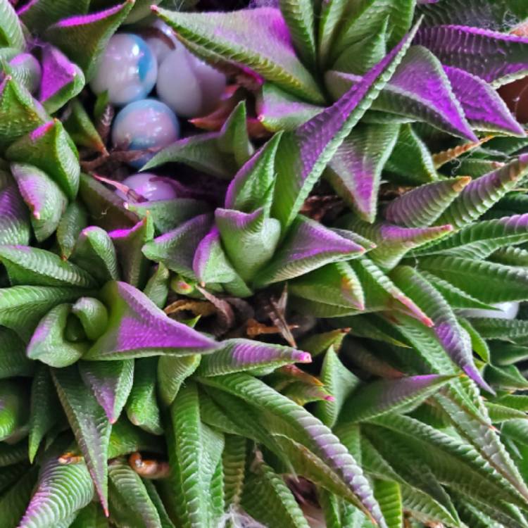 Plant image Haworthia limifolia ‘Fairy Washboard'