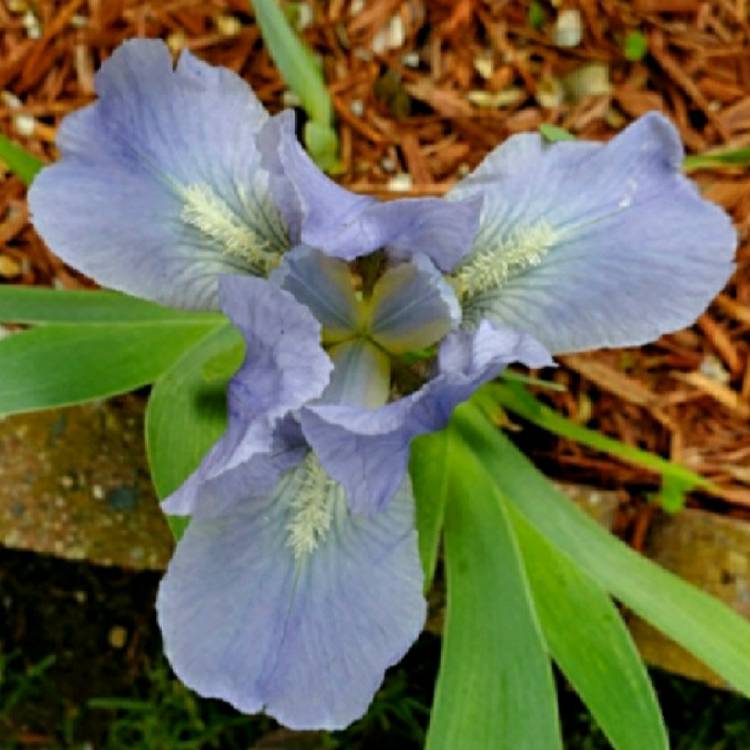 plant image 1434560 plant image 1434560