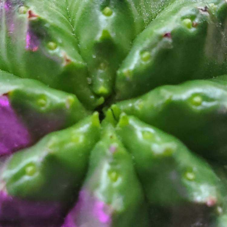 plant image 1439046