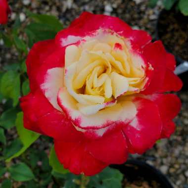 Rosa 'Double Delight'