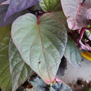Ipomoea Black Heart