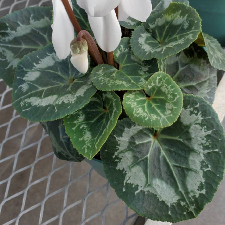 Plant image Cyclamen persicum