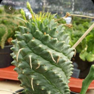 Euphorbia spiralis