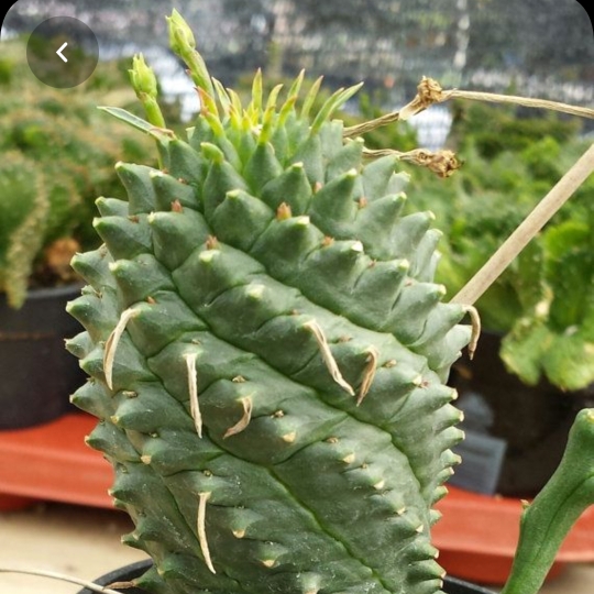 Plant image Euphorbia spiralis