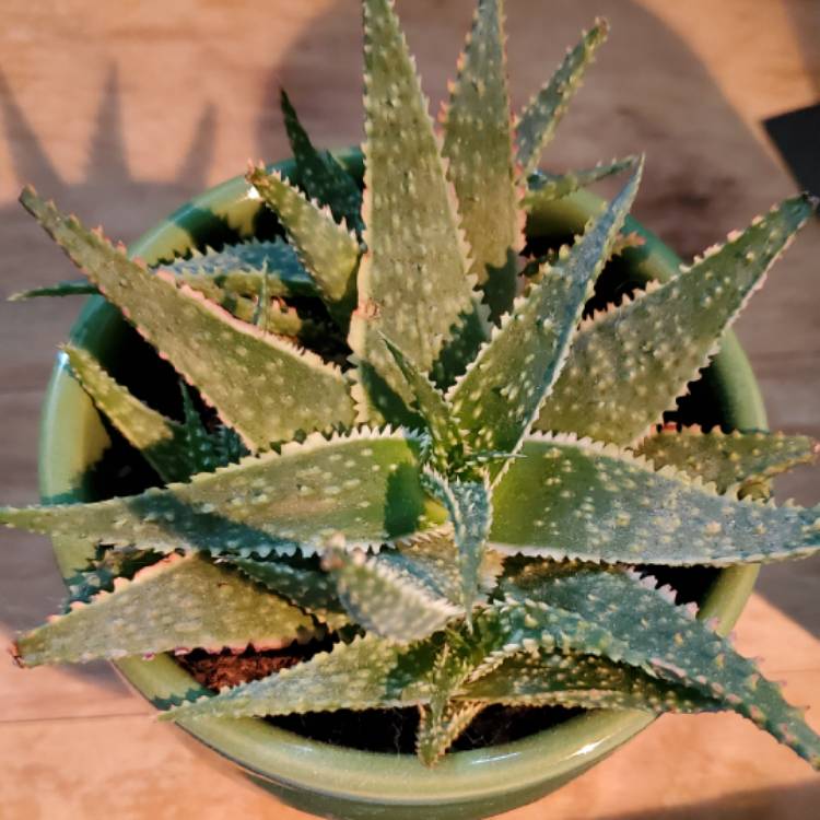 plant image 1447941 plant image 1447941